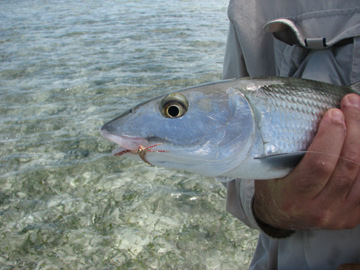 Bonefish Close Up