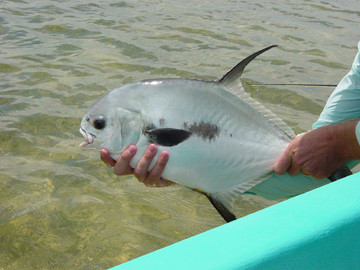 Permit Fly Fishing in Cancun Isla Blanca