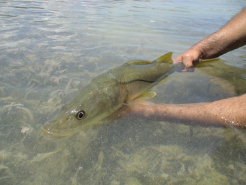 Snook Release in the Cancun Lagoon
