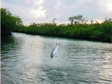 Tarpon in the Air