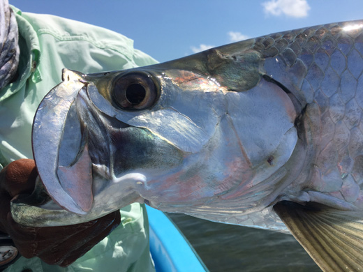 Tarpon in Isla Blanca