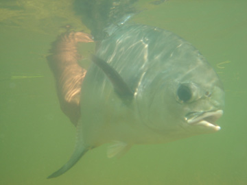 Permit Underwater
